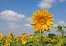 bigstockphoto_field_of_sunflowers_5002924